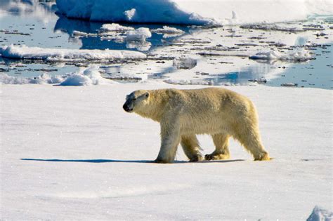 Video: grabaron por primera vez un oso polar cazando un reno