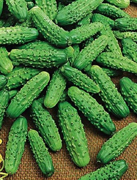 Cucumber Gherkin Paris Pickle Medium Early Seeds Vegetable Etsy