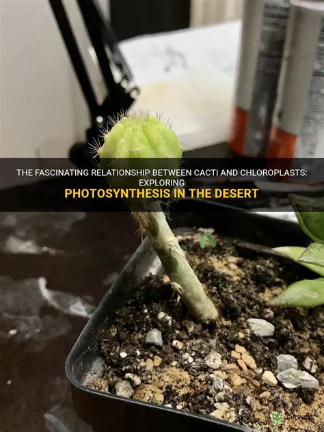 The Fascinating Relationship Between Cacti And Chloroplasts Exploring Photosynthesis In The