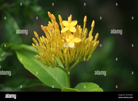 Ixora Flower Hi Res Stock Photography And Images Alamy