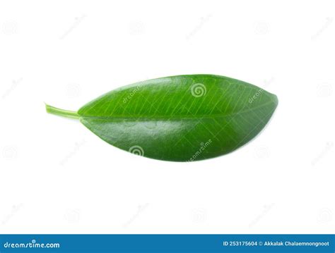 Green Leaf Isolated On The White Background Stock Photo Image Of