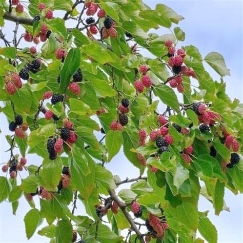 Plant Of The Month For October The Mulberry Tree West Hawaii Today