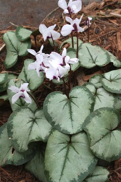 Learn about Cyclamen coum Silver Leaf | Coum Hardy Perennial Cyclamen ...