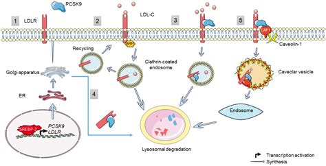 Cells Free Full Text Pcsk In Liver Cancers At The Crossroads