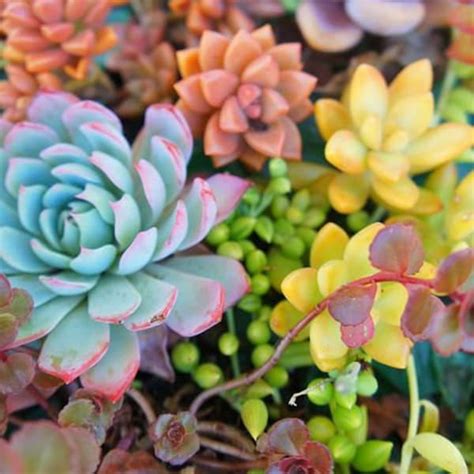 Live Succulent Plant Etsy