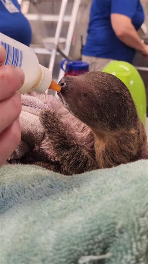 Baby Linne's two-toed sloth born at Rhode Island zoo