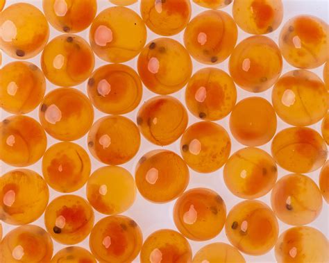 Rainbow Trout Eggs