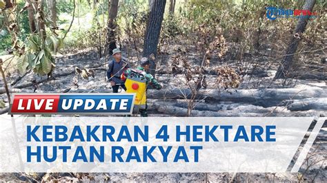 Karhutla Landa Dusun Buntu Barana Toraja Utara Sulsel Si Jago Merah