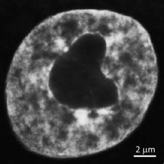 Organization Of Rdna In Mammalian Cell Nor Nucleolus Organizer Region