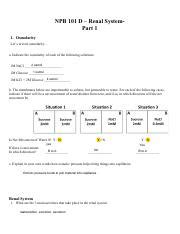 NPB 101D Renal System Worksheet Spring 2018 Answers Pdf NPB 101 D