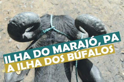 Ilha Do Maraj No Par A Ilha Dos B Falos Dicas De Viagem