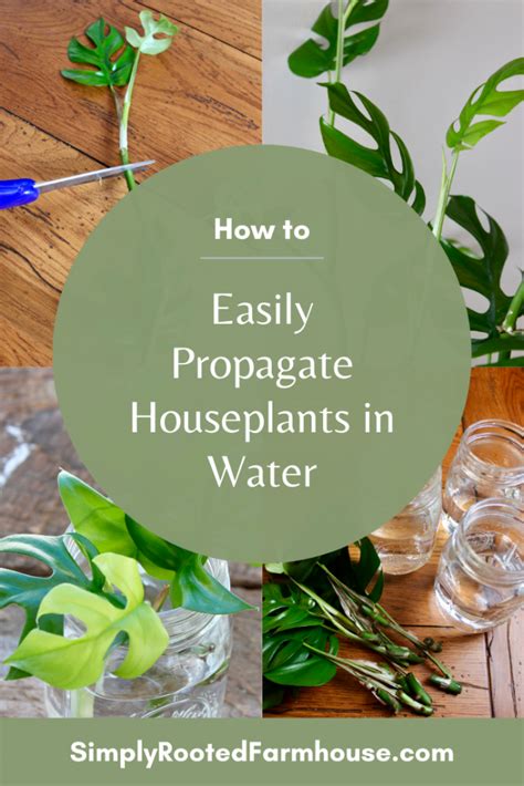 How To Easily Propagate Houseplants In Water