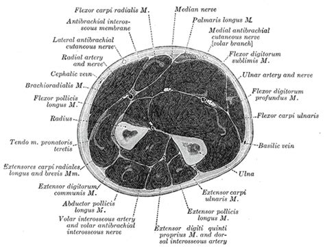 Ulnar artery - wikidoc