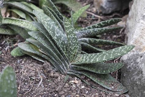 How To Grow And Care For Gasteria
