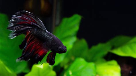 Betta Fish Wallpapers - Wallpaper Cave