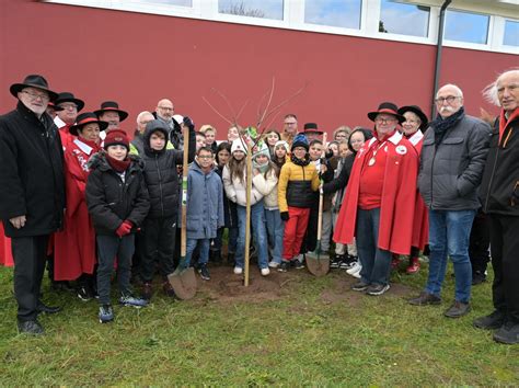 Cocheren Les élèves plantent des cerisiers dans leur école