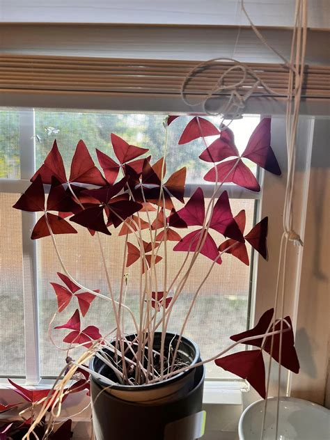 Oxalis Triangularis Gu A De Cultivo Y Cuidados Cuidar Plantas