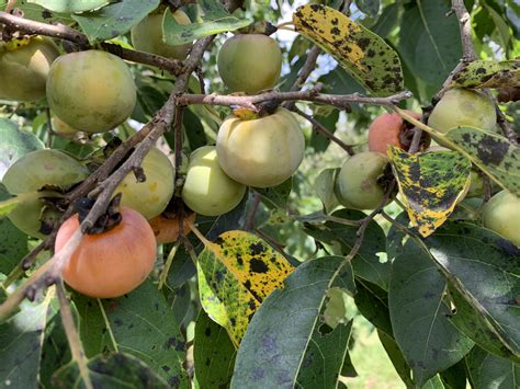 wild persimmon tree texas - Garth Easter