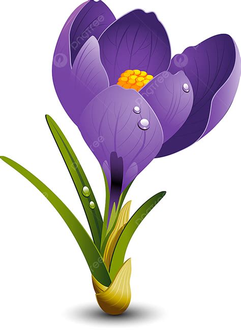 Cherry Blossom Petal Vector Design Images Crocus Petal Spring Flower