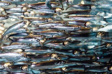 A España Le Sobra El Pescado Que Harvard Pide Consumir