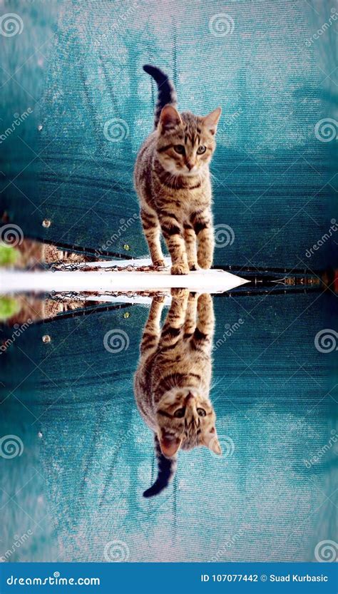 Cat reflection stock photo. Image of reflection, kitty - 107077442