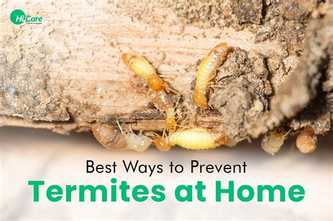 Top 10 Best Tips To Prevent Termites At Home Hicare