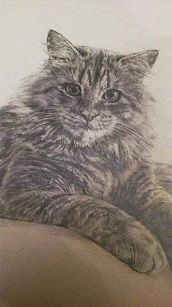 le chat Bleistiftzeichnung Zeichnung Porträtmalerei Portrait von