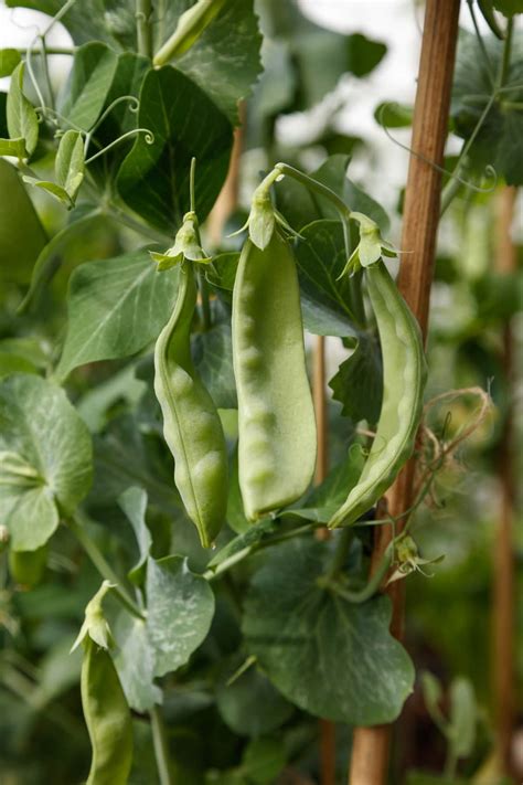 Snow Peas