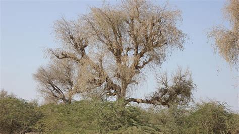 Meet The Ghaf National Tree Of The Uae Goumbook