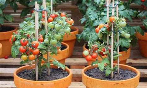 Cultivar Tomate Cherry En Maceta Plaza De Abastos