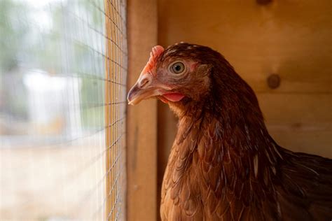 Ce que vous devez savoir sur les poules de réforme Poulorama tout