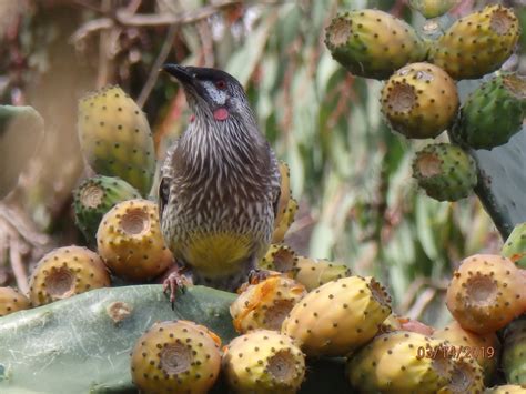 Prickly Pear Beer Diy Brewing Blether Coopers Community