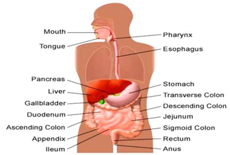 Abdominal Pain Flashcards Quizlet