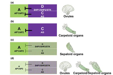 科学网—new Phytologist：拟南芥胚珠命运的决定需要对a类功能基因的限制 郝兆东的博文