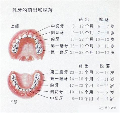 宝宝牙齿生长顺序图！