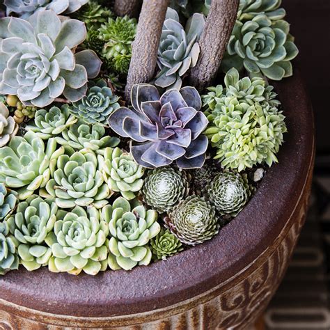 38 Ideas for Succulents in Containers - Sunset Magazine