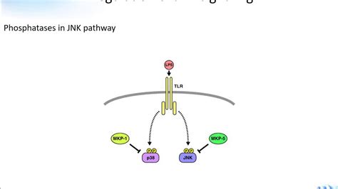 Jnk Signaling Pathway Creative Diagnostics Youtube