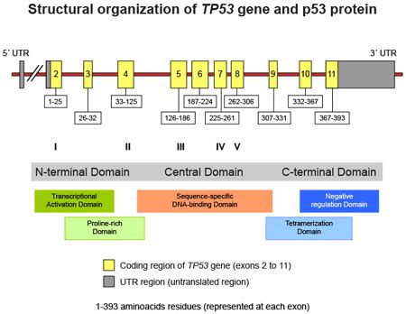 1: Structure of TP53 gene and P53 protein (Schulz, 2007) | Download ...