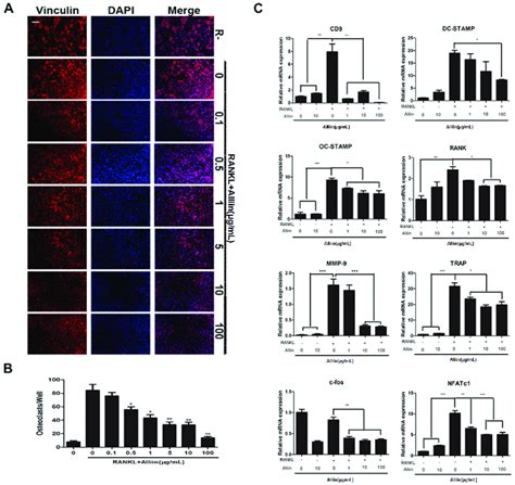 Alliin Inhibited Rankl Induced Osteoclast Fusion And Differentiation In Download Scientific