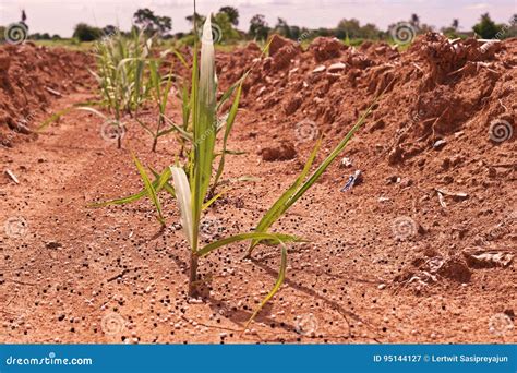 Fertilizer Application To Sugarcane Seedling Stock Image Image Of