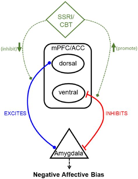 The Role Of Prefrontalsubcortical Circuitry In Negative Bias In