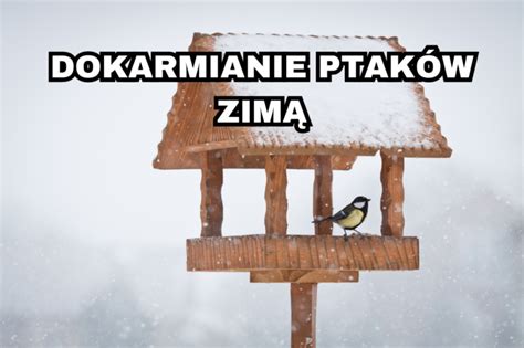 Dokarmianie ptaków zimą Siła w naturze