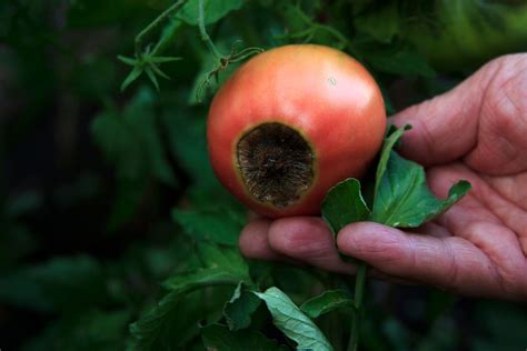 Blossom End Rot In Tomatoes Cause And Treatment Plantura