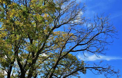 Free Images Tree Nature Forest Branch Sky Sunlight Leaf Flower