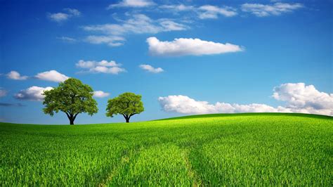 Sunny Field Backgrounds Wallpaper Cave