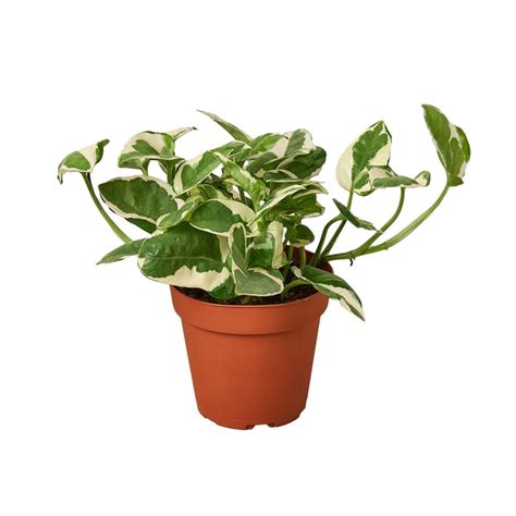 Pothos Njoy — House Plant Wholesale