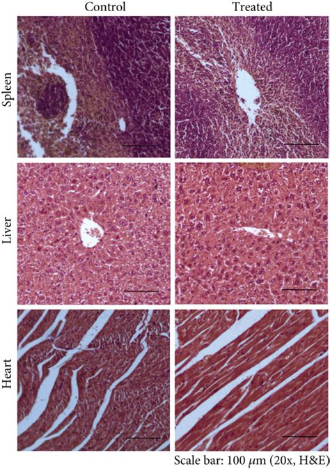 Histopathology Of Different Organs From Mice Of Acute Subchronic And