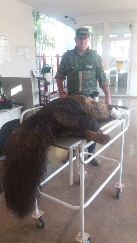 Tamanduá bandeira é resgatado após ser atropelada na MG 190 em Uberaba