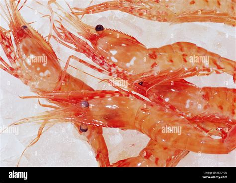 Botan Shrimp Hi Res Stock Photography And Images Alamy