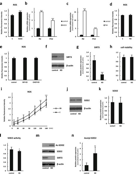 Sirt Knockdown W Cells Showed Elevated Reactive Oxygen Species